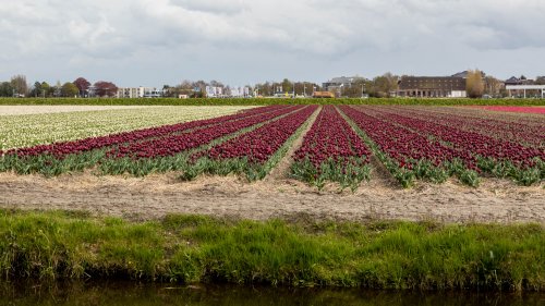  Нидерланды.